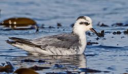 Grey Phalarope photographed at Jaonneuse [JAO] on 4/11/2020. Photo: &copy;  Rockdweller