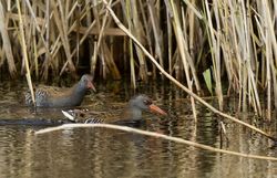 Water Rail photographed at Grands Marais/Pre [PRE] on 9/11/2020. Photo: &copy; Julie Davis