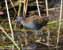 Water Rail photographed at Rue des Bergers [BER] on 9/11/2020. Photo: &copy; Mike Cunningham