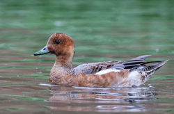 Wigeon photographed at Rue des Bergers [BER] on 2/12/2020. Photo: &copy; Dave Carre