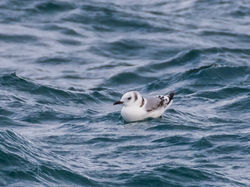 Kittiwake photographed at Jaonneuse [JAO] on 22/1/2021. Photo: &copy; Dave Carre