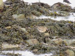 Whimbrel photographed at Shingle Bank [SHI] on 12/2/2021. Photo: &copy; Tony Bisson