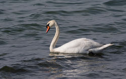 Mute Swan photographed at Rocque Poisson [ROQ] on 9/3/2021. Photo: &copy; Anthony Loaring