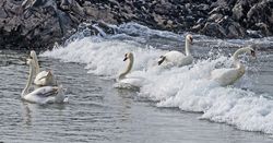 Mute Swan photographed at Imperial Hotel, Rocquaine on 9/3/2021. Photo: &copy;  Rockdweller
