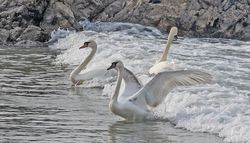 Mute Swan photographed at Imperial Hotel, Rocquaine on 9/3/2021. Photo: &copy;  Rockdweller