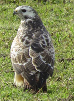 Buzzard photographed at Castel  on 14/3/2021. Photo: &copy; Sue De Mouilpied