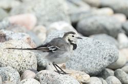 Pied Wagtail photographed at Shingle Bank [SHI] on 15/3/2021. Photo: &copy; Julie Davis