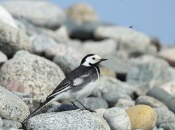 Pied Wagtail photographed at Shingle Bank [SHI] on 15/3/2021. Photo: &copy; Julie Davis