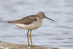 Greenshank photographed at Claire Mare [CLA] on 9/4/2021. Photo: &copy; Dave Carre