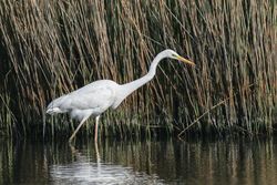 Great White Egret photographed at Vale Pond [VAL] on 24/4/2021. Photo: &copy; Dave Carre