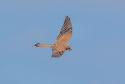 Kestrel. Photo: &copy; Rod Ferbrache