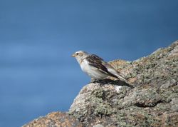 Snow Bunting photographed at Fort Hommet [HOM] on 8/4/2021. Photo: &copy; Mark Guppy