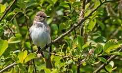 Spotted Flycatcher photographed at Pre dEnfer on 24/5/2021. Photo: &copy;  Rockdweller