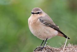 Wheatear photographed at Tielles [TIE] on 27/6/2021. Photo: &copy; Dave Carre