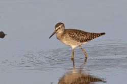 Wood Sandpiper photographed at Claire Mare [CLA] on 20/7/2021. Photo: &copy; Anthony Loaring