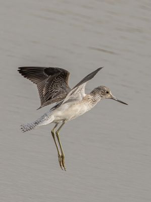 Greenshank photographed at Claire Mare [CLA] on 19/8/2021. Photo: &copy; Rod Ferbrache