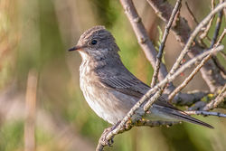 Spotted Flycatcher photographed at Chouet [CHO] on 25/8/2021. Photo: &copy; Dave Carre