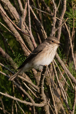 Spotted Flycatcher photographed at Chouet [CHO] on 26/8/2021. Photo: &copy; Rod Ferbrache