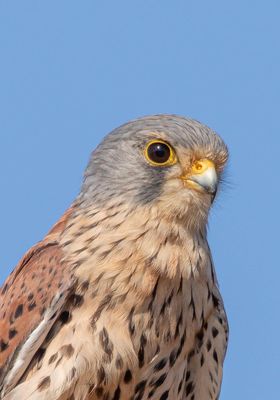Kestrel photographed at Rocque Poisson [ROQ] on 8/9/2021. Photo: &copy; Rod Ferbrache