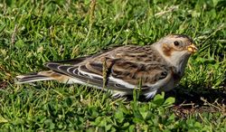 Snow Bunting photographed at Vazon on 27/10/2021. Photo: &copy;  Rockdweller