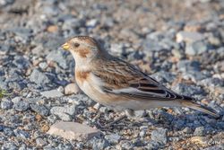 Snow Bunting photographed at Vazon [VAZ] on 27/10/2021. Photo: &copy; Dave Carre