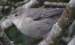 Barred Warbler photographed at Grands Marais/Pre [PRE] on 1/11/2021. Photo: &copy; Albert Harvey