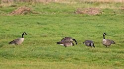 Greater Canada Goose photographed at Colin Best NR on 4/11/2021. Photo: &copy;  Rockdweller
