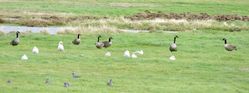 Greater Canada Goose photographed at Colin Best NR [CNR] on 6/11/2021. Photo: &copy; Wayne Turner