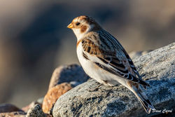 Snow Bunting photographed at Portinfer [POR] on 11/11/2021. Photo: &copy; Dave Carre