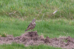 Mistle Thrush photographed at Colin Best NR [CNR] on 15/11/2021. Photo: &copy; Rod Ferbrache