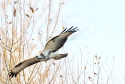 Buzzard photographed at Rue des Bergers [BER] on 18/12/2021. Photo: &copy; Guy O’Regan