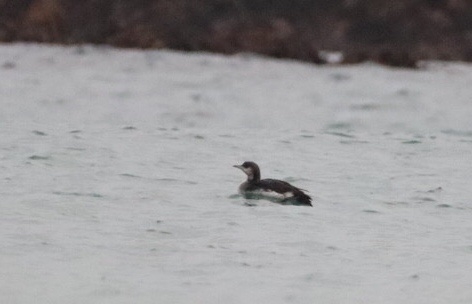 Black-throated Diver photographed at Cobo [COB] on 24/12/2021. Photo: &copy; Guy O’Regan