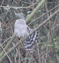 Sparrowhawk photographed at Rue des Bergers [BER] on 15/1/2022. Photo: &copy; Guy O’Regan