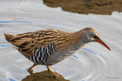 Water Rail photographed at Vale Pond [VAL] on 21/1/2022. Photo: &copy; Dave Carre
