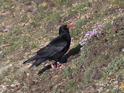 Chough photographed at Pleinmont [PLE] on 3/4/2022. Photo: &copy; Mike Cunningham