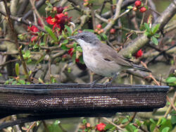 Lesser Whitethroat photographed at My back garden, Route de carteret on 7/4/2022. Photo: &copy; Judy Down