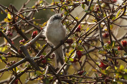 Lesser Whitethroat photographed at Route de Carteret on 7/4/2022. Photo: &copy; Steve Down