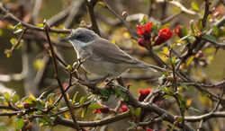 Lesser Whitethroat photographed at Route de Carteret on 7/4/2022. Photo: &copy; Steve Down