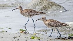 Whimbrel photographed at Perelle [PER] on 10/5/2022. Photo: &copy;  Rockdweller