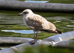 Herring Gull photographed at Reservoir [RES] on 10/7/2022. Photo: &copy; Wayne Turner