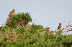 Dartford Warbler photographed at Pleinmont [PLE] on 22/9/2022. Photo: &copy; Wayne Turner