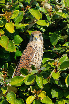 Kestrel photographed at Portinfer  on 24/9/2022. Photo: &copy; Kim Wilkinson