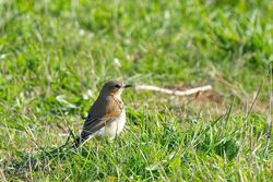 Wheatear photographed at Pleinmont  on 25/9/2022. Photo: &copy; Kim Wilkinson