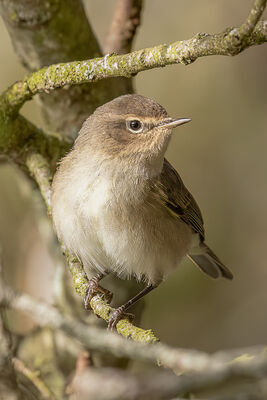 Chiffchaff photographed at Rue des Bergers [BER] on 1/10/2022. Photo: &copy; Rod Ferbrache