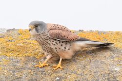 Kestrel photographed at Rocquaine [ROC] on 3/10/2022. Photo: &copy; Rod Ferbrache