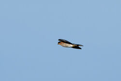 Sparrowhawk photographed at Fort Doyle  on 9/10/2022. Photo: &copy; Kim Wilkinson
