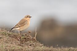 Wheatear photographed at Fort Doyle [DOY] on 25/10/2022. Photo: &copy; Rod Ferbrache