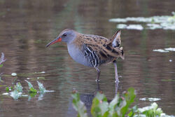 Water Rail photographed at Grand Pre on 5/11/2022. Photo: &copy; Christopher Wilkinson