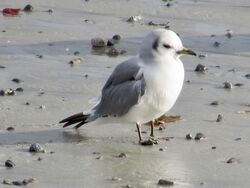 Kittiwake photographed at Imperial Hotel, Rocquaine on 17/11/2022. Photo: &copy; Wayne Turner