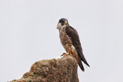 Kestrel. Photo: &copy; Guy O’Regan